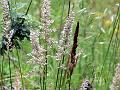 Prairie Junegrass